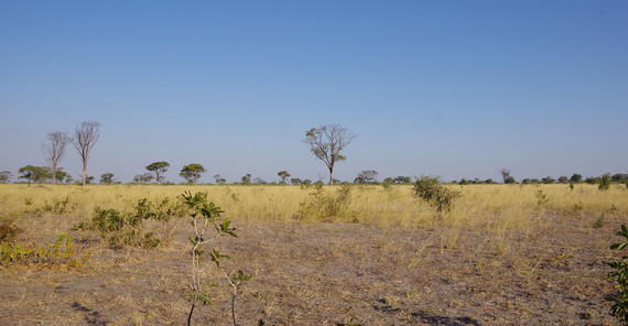 Savanna vegetation in Southern Africa