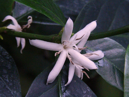 sternförmige weiße Kaffeblüte, etwa 2 cm Durchmesser