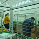 research in greenhouse