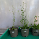 three plants in pots