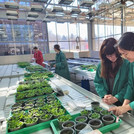 at work in the greenhouse