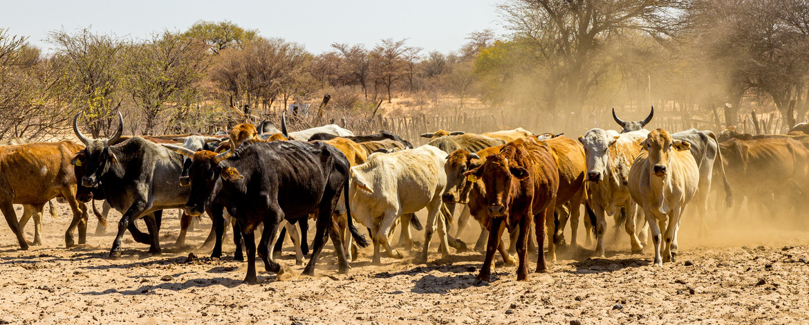 A group of cows on a sandy soil in a dry environment