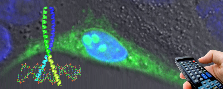 Photomontage of a cell with green fluorescent peptide and DAPI-stained nucleus. Overlaid is a transcription factor and a remote control.