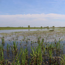 Meadow of Havel flooded near Guelpe