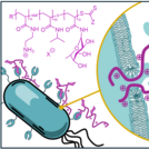 Sugars in Antimicrobial Polymers – The Impact of Sugar-Lectin Binding in Membrane Interaction of Cationic Glycopolymers