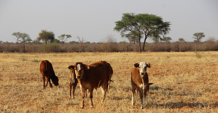 Cows grazing on savanna rangeland