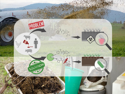 Infographic on combating antimicrobial resistance. Two pathways are compared: "Problem" - antibiotics from livestock (cows, pigs, chickens) enter the environment and promote resistance; "Solution" - enzymatic inactivation of antibiotics before environmental release. Molecular structures show the chemical transformation. Background: agricultural lands with soil samples and livestock.