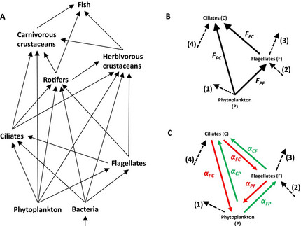 Lake Constance food web
