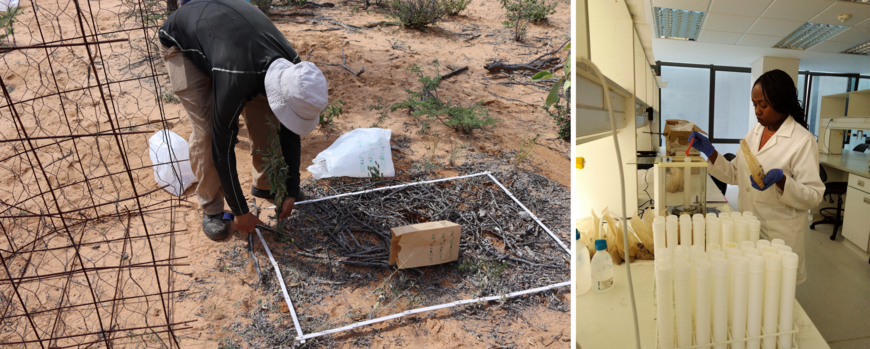 On the left a researchers is cutting grass from a very dry and vegetation-poor plot, on the right another researchers is weighing soil in a lab