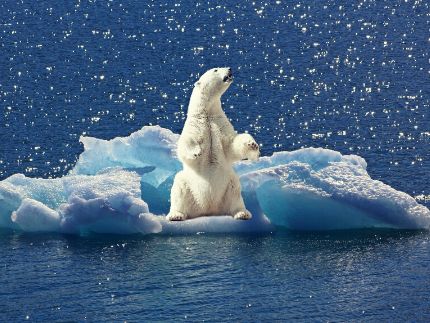 Klimawandel Eisbär auf Eisberg