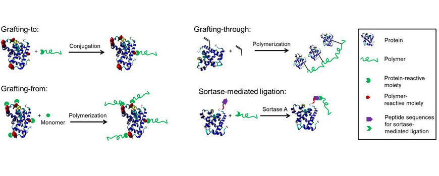 Illustration der Ansätze zur Konjugatsynthese via grafting-to, grafting-from, grafting-through und Sortase-vermittelte Ligation