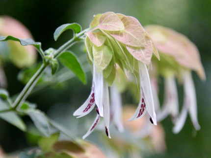 hopfenartiger Blütenstand mit kleinen weißen Blüten mit rotbraunem Schlund