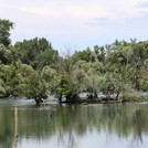 Rhein floodplain near Kappeln