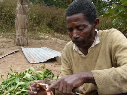 Mann aus Afrika hat eine Pflanzenwurzel in der Hand