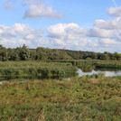 Oder floodplain with reeds