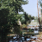 Rhine floodplain forest in flood