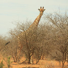 a giraffe is standing behind trees