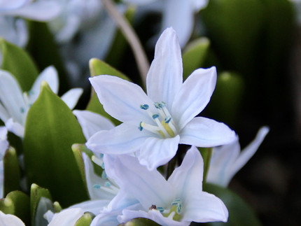 hellblaue sternförmige Blüte mit blauen Staubbeuteln