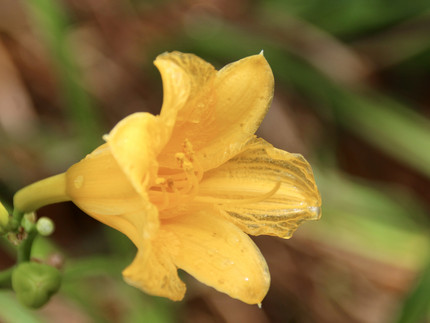 gelb-orange Trichterblüte