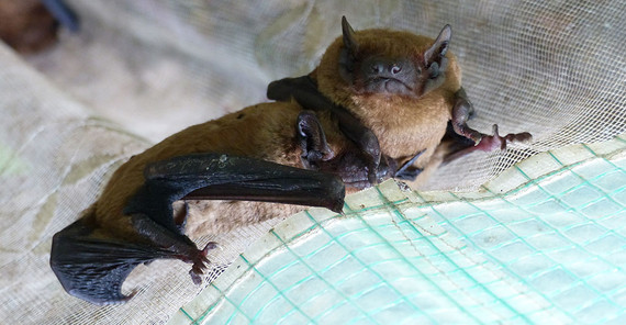 Bat with radio transmitter