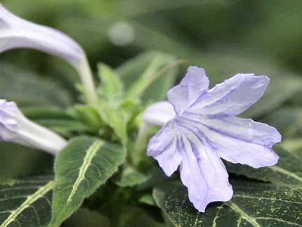 hellblaue Blüte mit fünf Blütenblättern