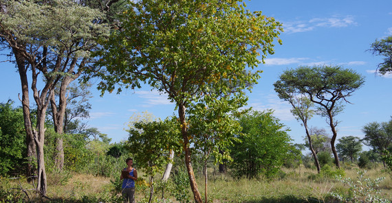 Savannenvegetation im südlichen Afrika