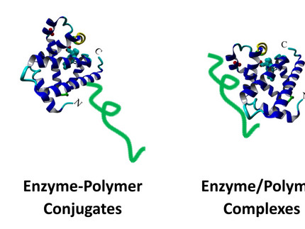 Diagram showing different methods of enzyme-polymer linkage: on the left an enzyme-polymer conjugate with a covalently bound polymer chain, in the middle an enzyme/polymer complex with non-covalent interaction, and on the right immobilized enzymes attached to a solid surface via polymers.