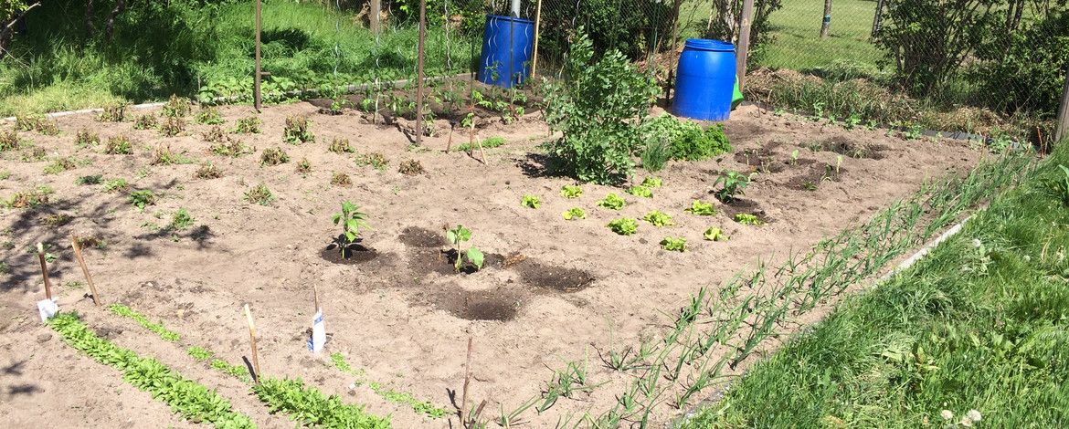 Das Bild zeigt ein Beet in unserem Schulgarten