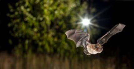 The picture shows a flying bat Nathusius pipistrelle. It was taken by Christian Giese. 