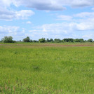 Wet meadows of Havel near Guelpe