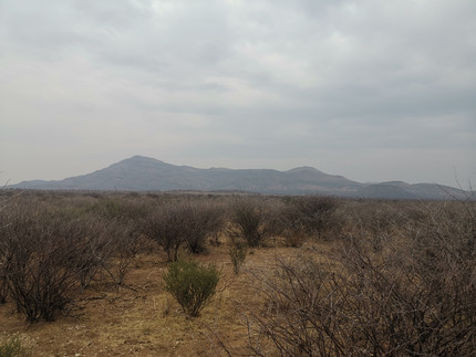 Rangeland covered by dense woody vegetation. mountains in the background and cloudy sky