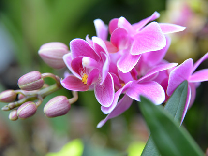 pinkfarbene Phalaenopsis-Blüte