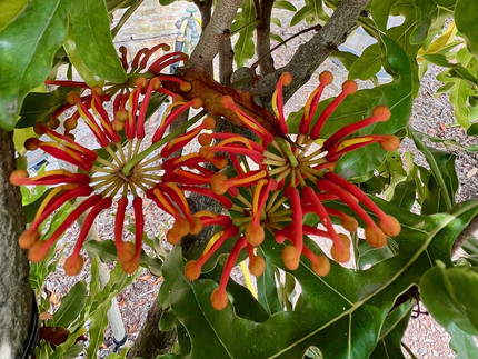 radförmige rote Blüte mit gelben, kugligen Spitzen