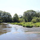 View of Regen with willows on the riverbank