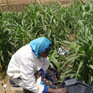 Binta in the field with the chamber system