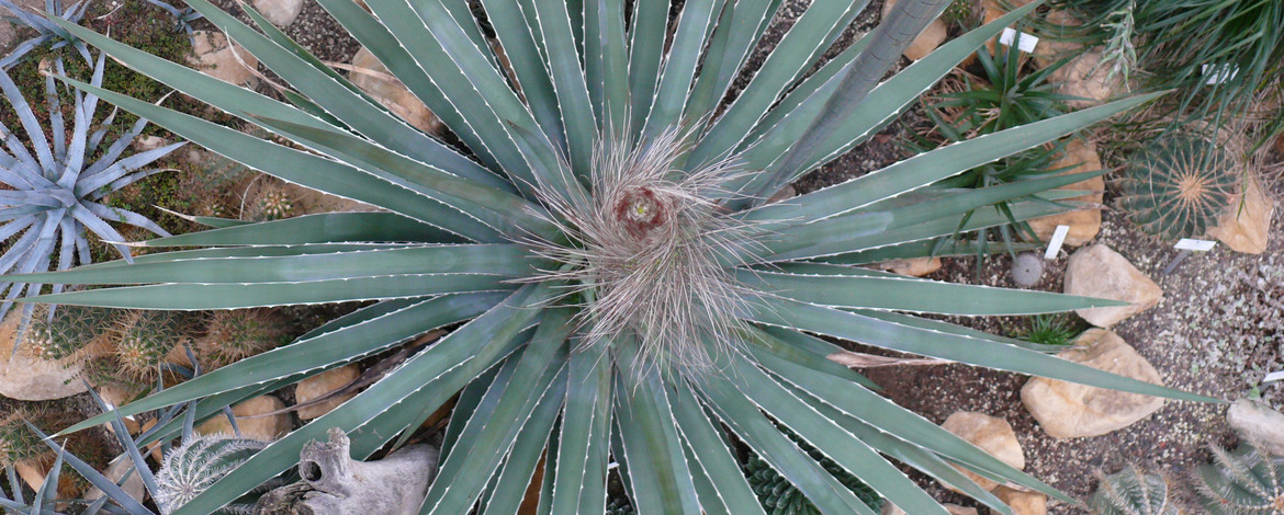 Rosette einer Agave mit Blütenstiel