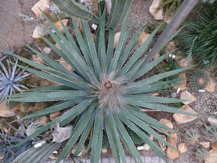 Rosette einer Agave mit Blütenstiel