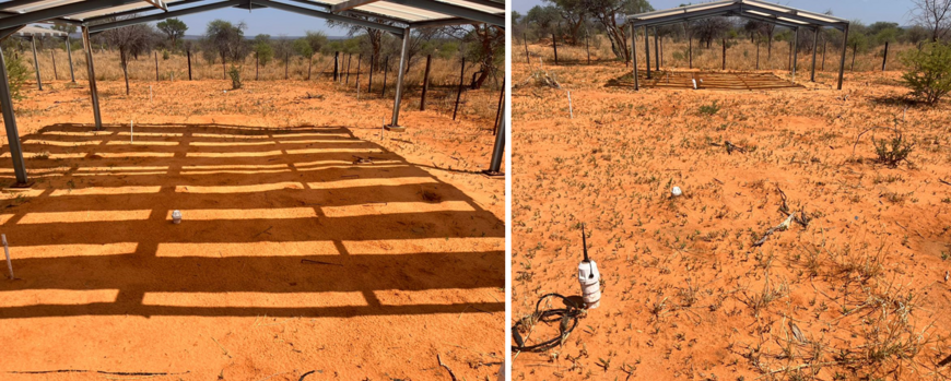 from left to right: very dry soil under a rainout shelter, grass emerging from a dry soil