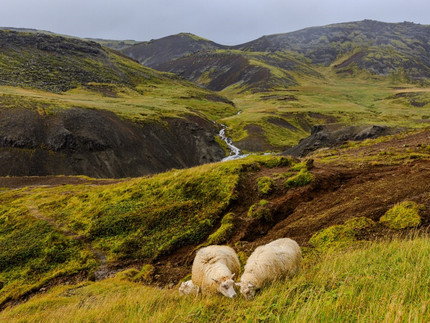 Natur in Island