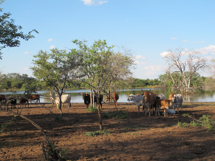 Many people in the Limpopo province depend on the savanna