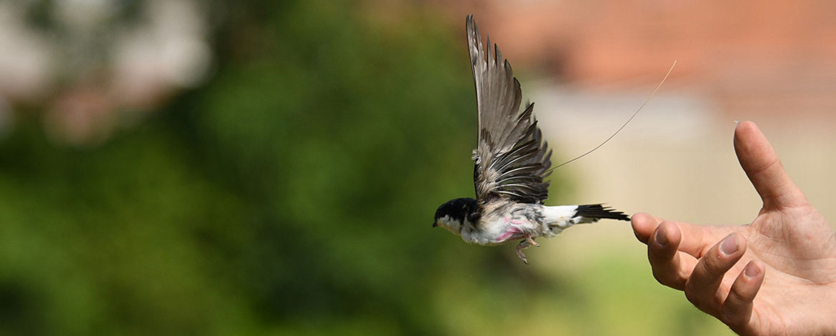 A swallow starts out on one hand. - 