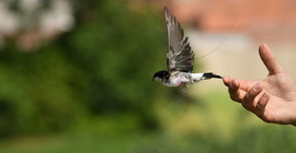 A swallow starts out on one hand.