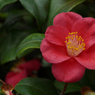 rote ungefüllte Kamelienblüte