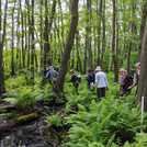 Exkursion in einen Erlenbruchwald bei Uetz (Modul Vegetation Mitteleuropas)