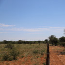 View of a rangeland with a fence in the middle separating a de-bushed area (without woody vegetation) on the left, from a bush encroached area (with numerous trees and shrubs almost entirely coverind the ground) on the right