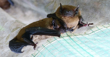 The picture shows a bat with radio transmitter. It was taken by Manuel Roeleke.