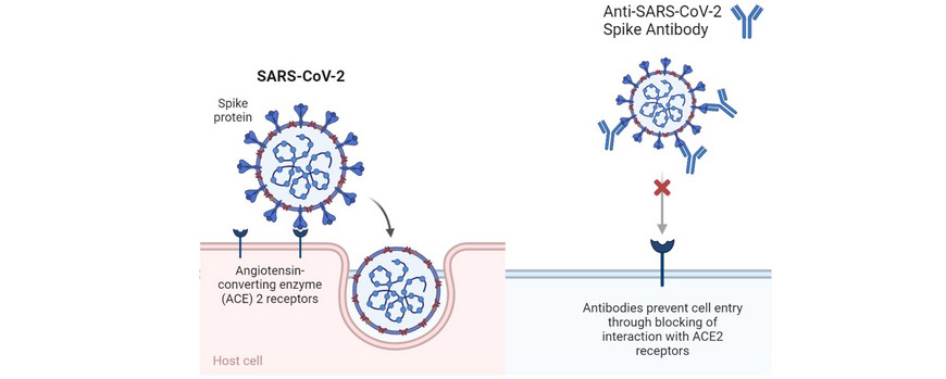 Illustration, wie SARS-CoV-2 in menschliche Zellen eindringt und wie Antikörper dies inhibieren können