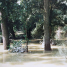 Rhine alluvial forest tree trunks in flood