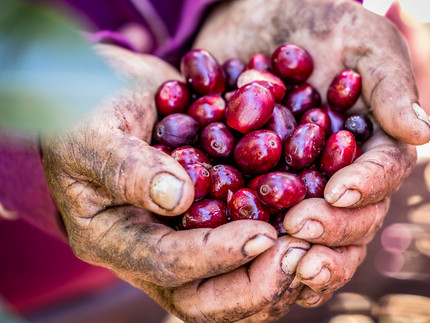 2 Hände voll mit roten Kaffeekirschen