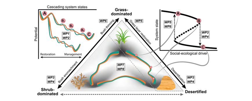 Schematic representation of the threefold link between grass-dominated, shrub-dominated and desertified system states.